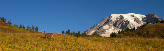 Mount Rainier National Park