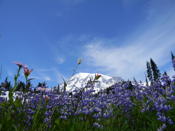 Mount Rainier National Park