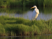 Edwin B. Forsythe National Wildlife Refuge