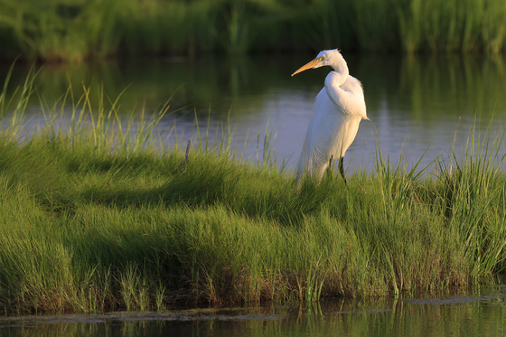 Edwin B. Forsythe National Wildlife Refuge