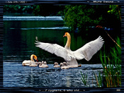 Swan Family-01
