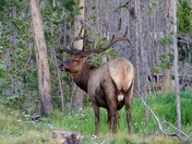 Yellowstone National Park