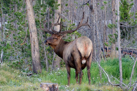 Yellowstone National Park