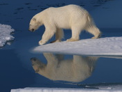 Polar Bear 