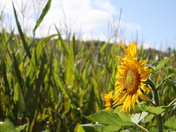 Chatahoochee National Forest