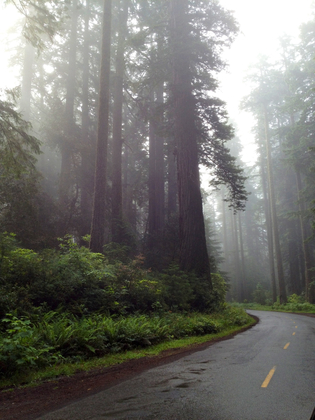 Redwood Nation Park
