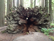 Redwood National Park