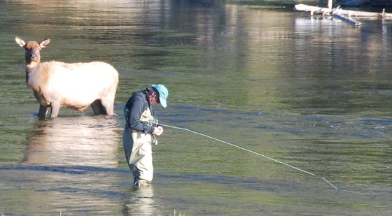 Yellowstone