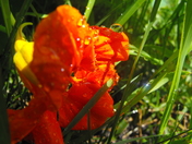 Light After the Storm