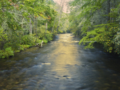 Pisgah National Forest
