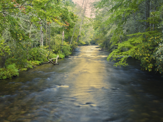 Pisgah National Forest
