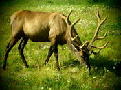 Elk