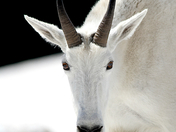 Glacier National Park