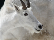Glacier National Park