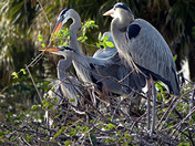 Arthur R. Marshall Loxahatchee National Wildlife Refuge