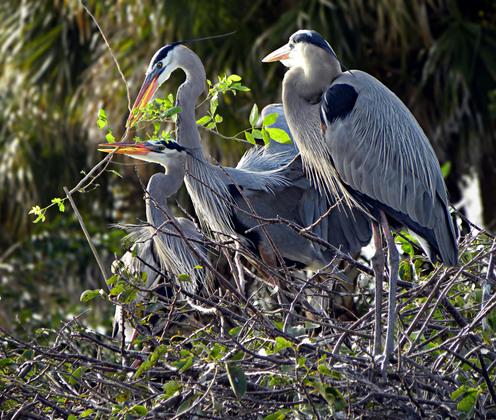 Arthur R. Marshall Loxahatchee National Wildlife Refuge