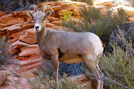 Zion National Park