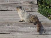 Glacier National Park