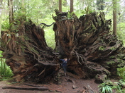 Redwood National Park