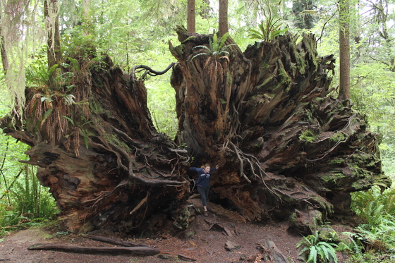 Redwood National Park