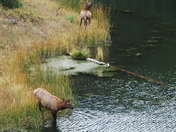Yellowstone National Park