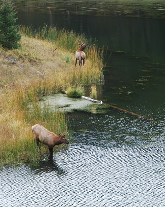 Yellowstone National Park