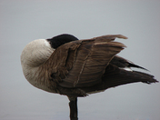 Canada Goose