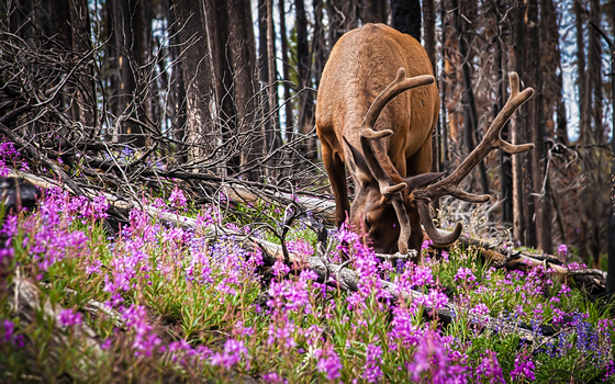 Yellowstone National Park