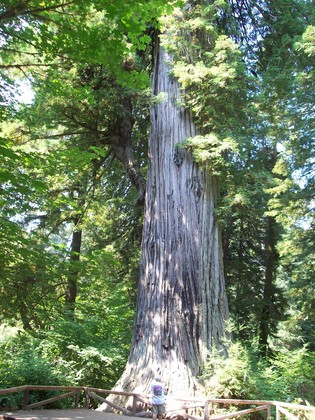 sequoia