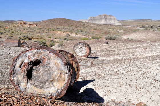 Petrified Forest National Park 