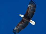 Teton National Forest