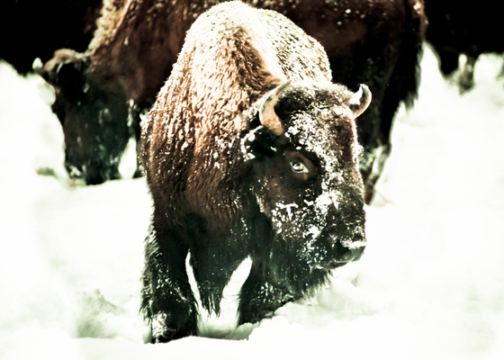 Yellowstone National Park