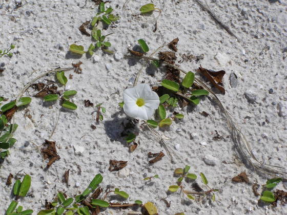 Fort Pickens