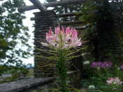 Flowers at Grey Towers