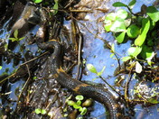 Arkansas Post National Museum