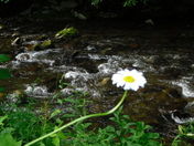 Great Smokie Mountains National Park