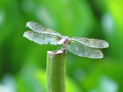 Arkansas Post National Muesum
