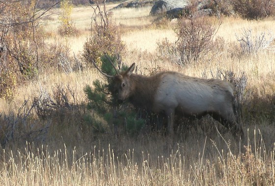 ROCKY MOUNTAIN NATIONAL PARK 