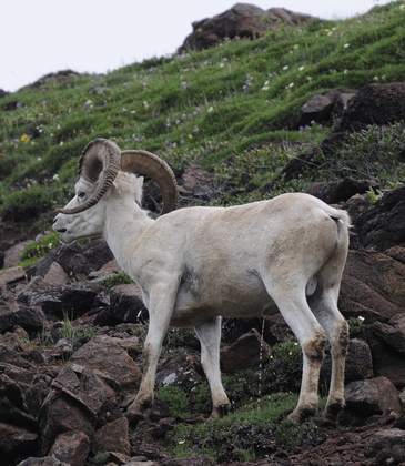 Denali National Park & Preserve