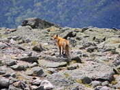 White Mountain National Forest