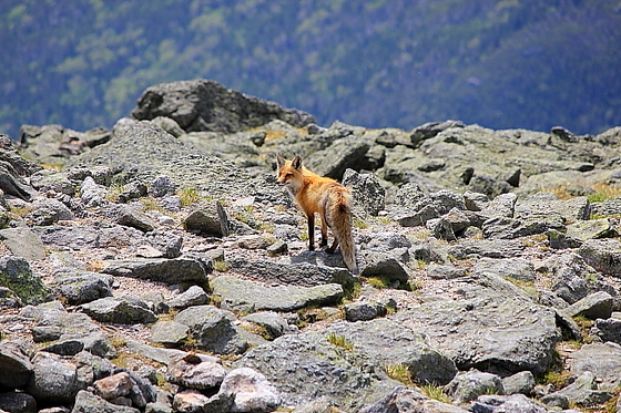White Mountain National Forest