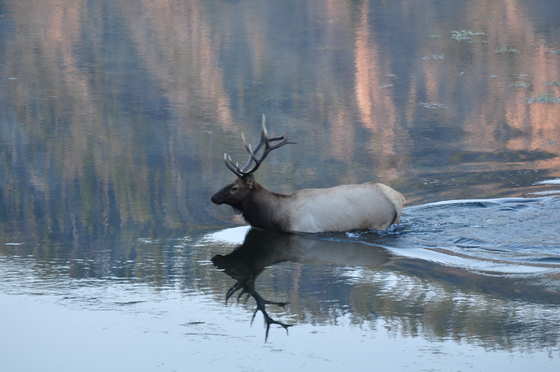 Yellowstone