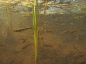 Lake Tahoe Basin Management Unit