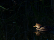 Young Merganser