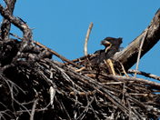 Young Bald Eagle
