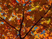 Diamond Fall colours