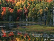 Fall in Algonquin Park