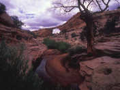 Natural Bridges National Monument