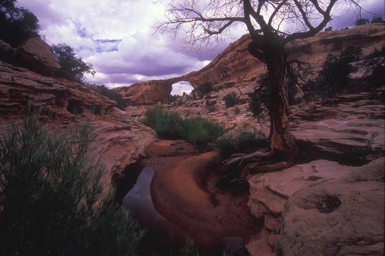 Natural Bridges National Monument