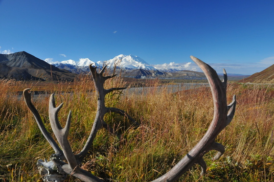 Denali National Park